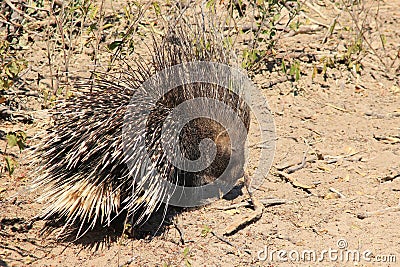 Porcupine - Free and Wild from Africa - Quills for Everyone