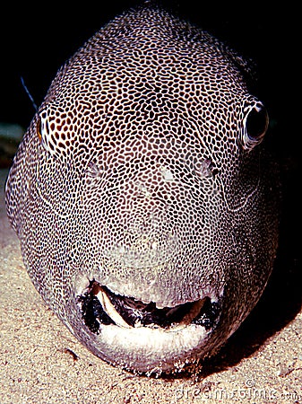 Porcupine Puffer Fish