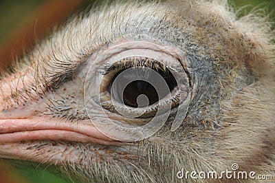 Porfile of an ostrich head up close