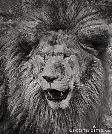 Portrait of african Lion