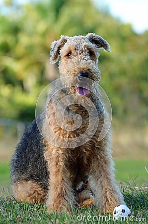 Portrait Airedale Terrier pedigreed show dog