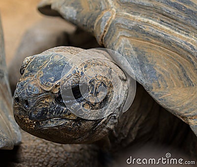 Portrait of the Aldabra giant tortoise