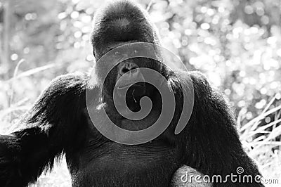 Portrait of alpha male gorilla