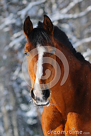 Portrait of bay horse in forest