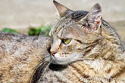 Portrait of beautiful cat looking away