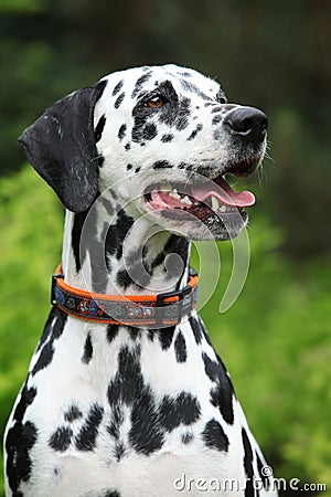 Portrait of beautiful dalmatian bitch