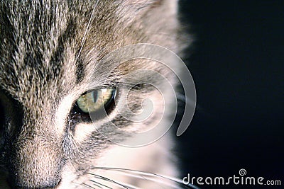 Portrait of a beautiful green eyes cat on a black background