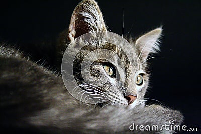 Portrait of a beautiful green eyes cat on a black background