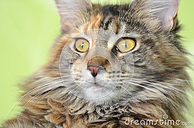 Portrait of beautiful young maine coon cat