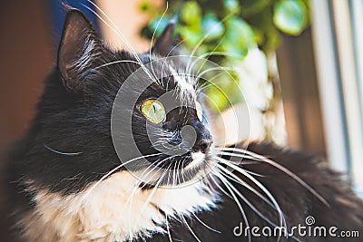 Portrait of black-white cat