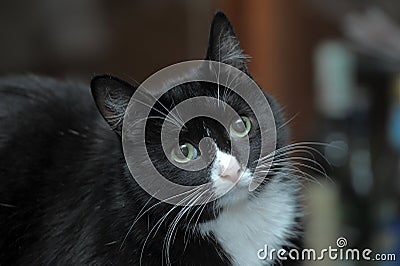 Portrait of a black and white cat