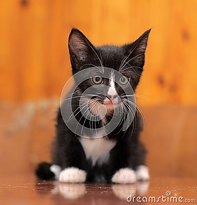 Portrait of a black and white kitten