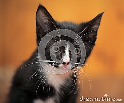 Portrait of a black and white kitten