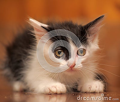 Portrait of a black and white kitten