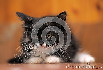 Portrait of a black and white kitten