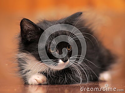 Portrait of a black and white kitten