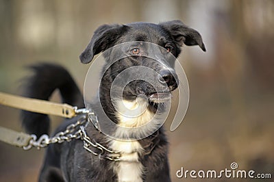 Portrait of a black-and-white not purebred dog.