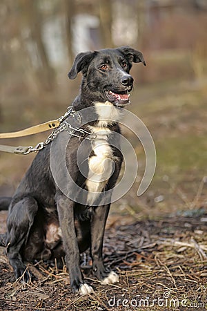 Portrait of a black-and-white not purebred dog.