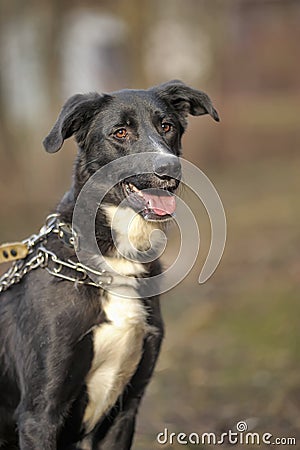 Portrait of a black-and-white not purebred dog.