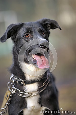 Portrait of a black-and-white not purebred dog.