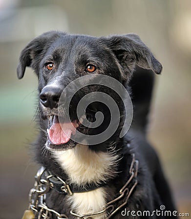 Portrait of a black-and-white not purebred dog.