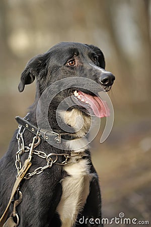 Portrait of a black-and-white not purebred dog.