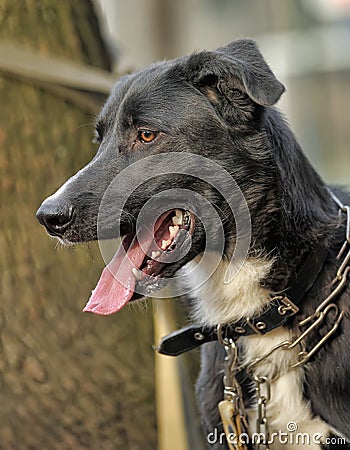 Portrait of a black-and-white not purebred dog.