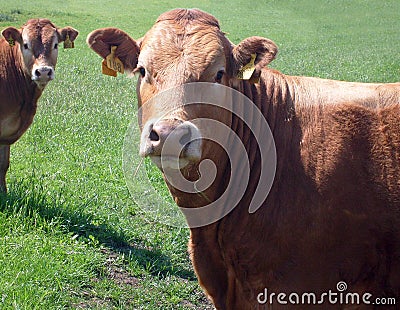 Portrait of brown beef cow