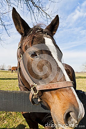 Portrait of brown horse