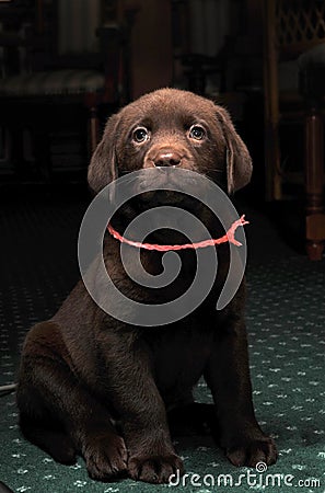 Portrait of brown labrador puppy in low key