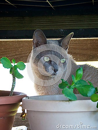 Portrait of Burmese Cat with plant