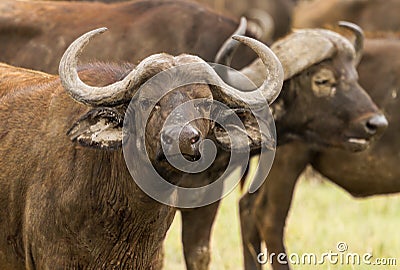 Cape Buffalo