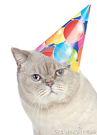 portrait-cat-party-hat-17095832.jpg