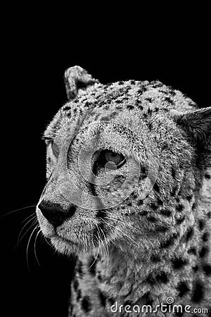 Portrait of cheetah in black and white