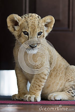 Portrait of cute little lion cub
