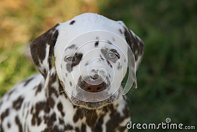 Portrait of Dalmatian puppy with unequal eyecolor