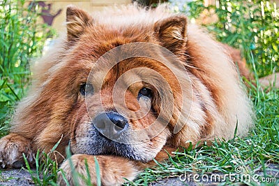 Portrait of a dog breed chow-chow