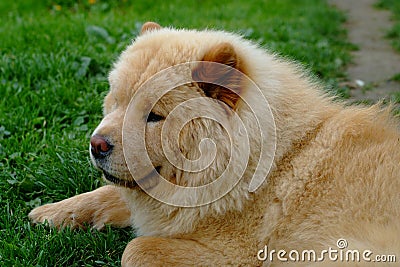 Portrait of dog chow-chow