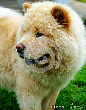 Portrait of dog chow-chow