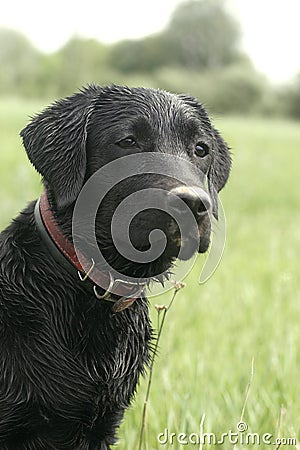 Portrait of dog on hunt