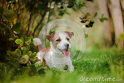 Portrait of a dog. Jack Russell Terrier