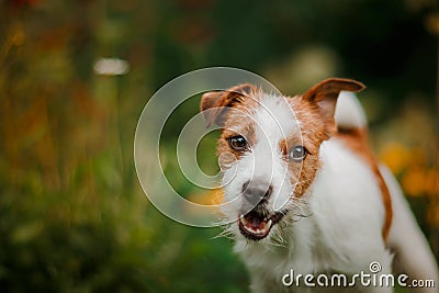 Portrait of a dog. Jack Russell Terrier