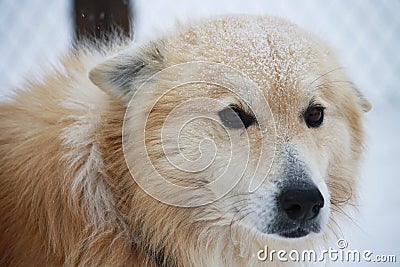 Portrait of a dog in the snow with sad eyes.