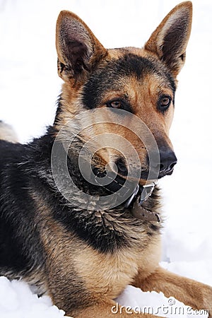 Portrait of a dog on a white background