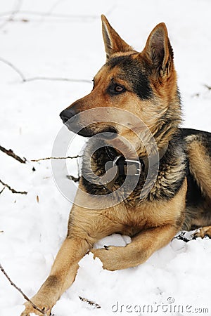 Portrait of a dog on a white background
