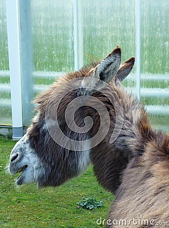 A portrait of a donkey