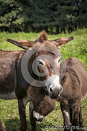 Portrait of a donkey mare