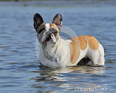 Portrait French Bulldog in water