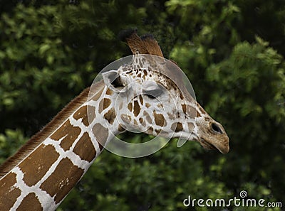 Portrait of a Giraffe