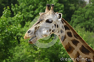 Portrait of giraffe